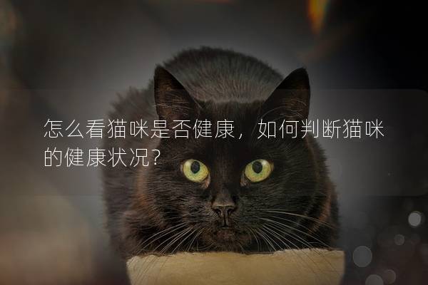 怎么看貓咪是否健康，如何判斷貓咪的健康狀況？