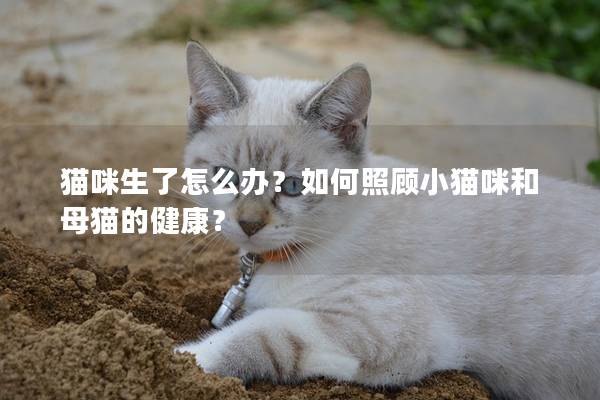 貓咪生了怎么辦?如何照顧小貓咪和母貓的健康?