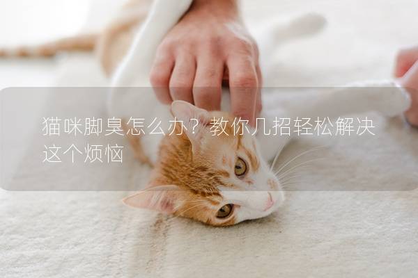 貓咪腳臭怎么辦？教你幾招輕松解決這個煩惱
