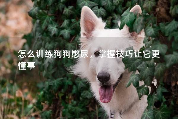 怎么訓練狗狗憋尿，掌握技巧讓它更懂事