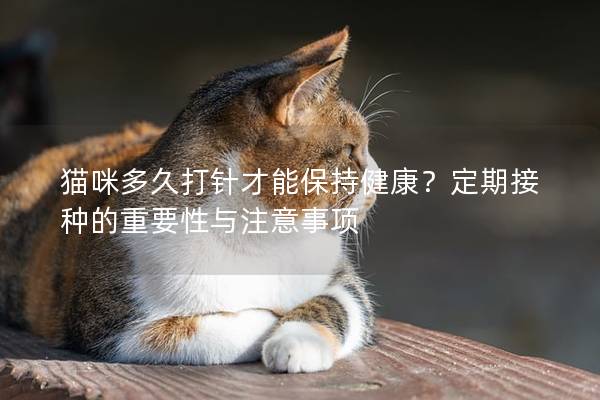 貓咪多久打針才能保持健康?定期接種的重要性與注意事項