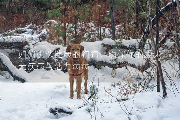如何挑選健康的狗狗，確保你的愛犬無疾病與活力滿滿