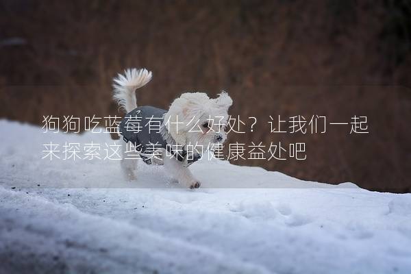 狗狗吃藍莓有什么好處？讓我們一起來探索這些美味的健康益處吧
