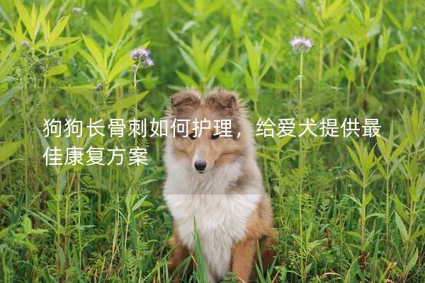 狗狗長骨刺如何護理，給愛犬提供最佳康復方案