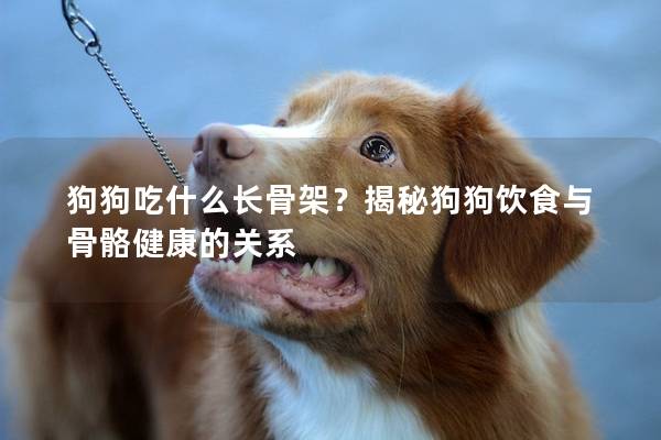 狗狗吃什么長骨架?揭秘狗狗飲食與骨骼健康的關(guān)系 狗狗吃什么長骨架?揭秘狗狗飲食與骨骼健康的關(guān)系