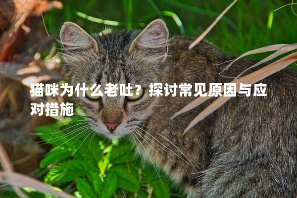貓咪為什么老吐？探討常見(jiàn)原因與應(yīng)對(duì)措施