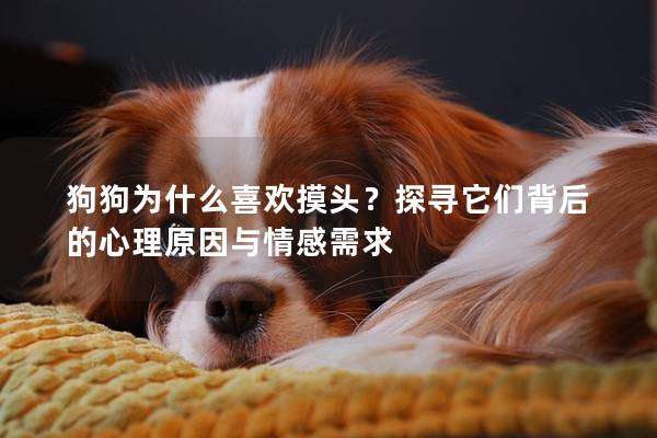 狗狗為什么喜歡摸頭？探尋它們背后的心理原因與情感需求
