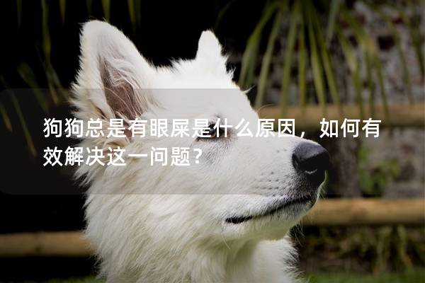狗狗總是有眼屎是什么原因，如何有效解決這一問題？