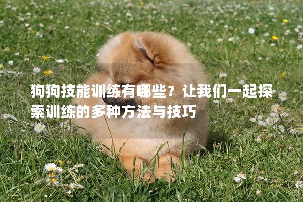 狗狗技能訓練有哪些？讓我們一起探索訓練的多種方法與技巧
