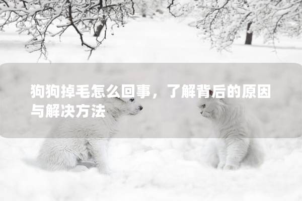 狗狗掉毛怎么回事，了解背后的原因與解決方法