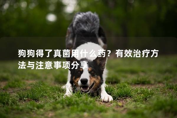 狗狗得了真菌用什么藥？有效治療方法與注意事項分享
