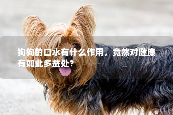 狗狗的口水有什么作用,竟然對健康有如此多益處? 狗狗的口水有什么作用,竟然對健康有如此多益處?