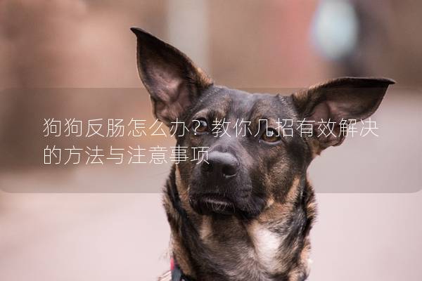 狗狗反腸怎么辦？教你幾招有效解決的方法與注意事項