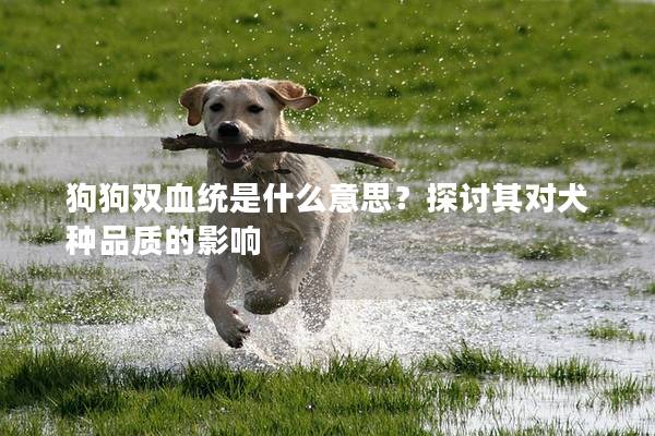 狗狗雙血統是什么意思？探討其對犬種品質的影響