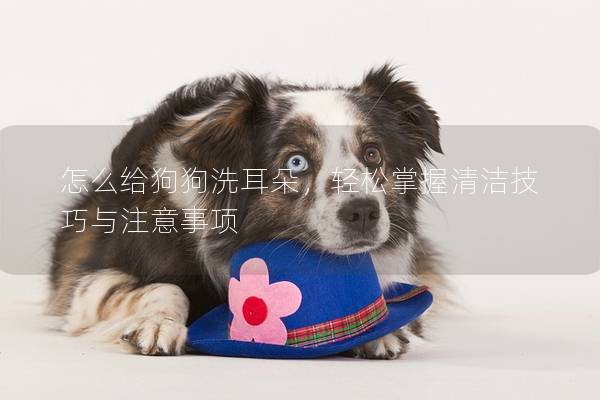 怎么給狗狗洗耳朵，輕松掌握清潔技巧與注意事項(xiàng)