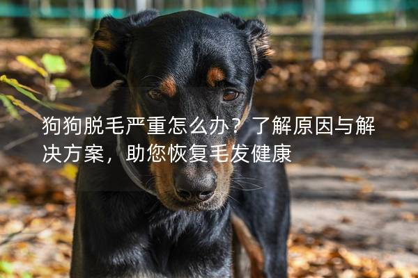 狗狗脫毛嚴重怎么辦？了解原因與解決方案，助您恢復毛發健康