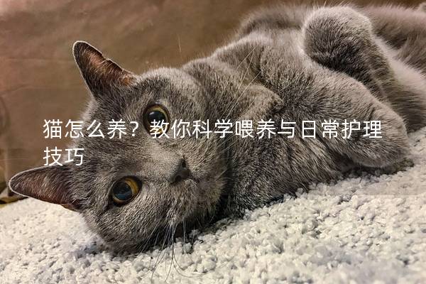 貓怎么養？教你科學喂養與日常護理技巧