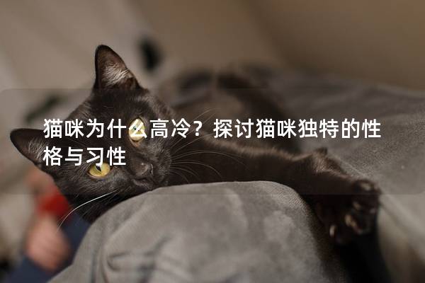 貓咪為什么高冷？探討貓咪獨特的性格與習性