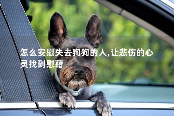 怎么安慰失去狗狗的人,讓悲傷的心靈找到慰藉 怎么安慰失去狗狗的人,讓悲傷的心靈找到慰藉