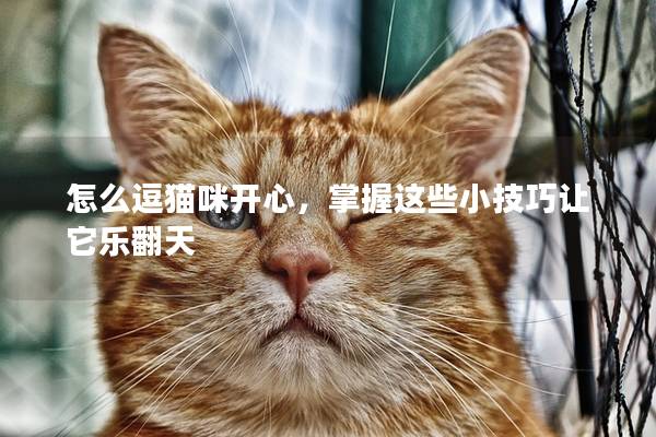 怎么逗貓咪開心，掌握這些小技巧讓它樂翻天