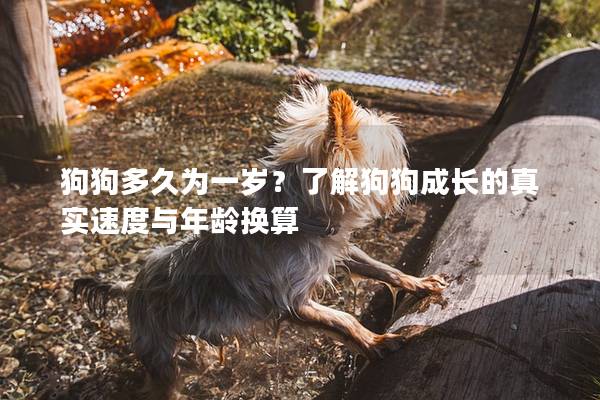 狗狗多久為一歲?了解狗狗成長的真實速度與年齡換算 狗狗多久為一歲?了解狗狗成長的真實速度與年齡換算