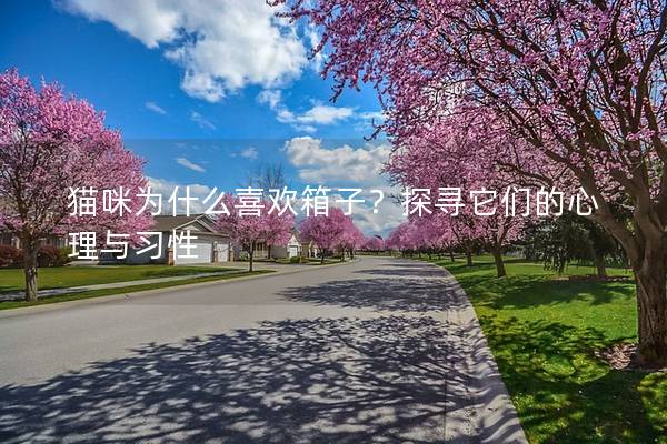 貓咪為什么喜歡箱子？探尋它們的心理與習性