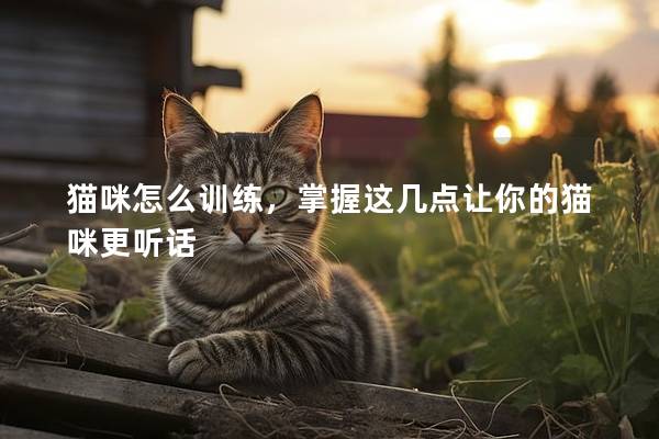 貓咪怎么訓(xùn)練，掌握這幾點(diǎn)讓你的貓咪更聽話