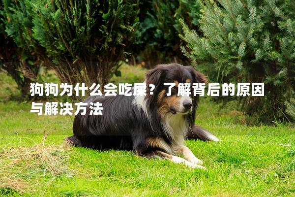 狗狗為什么會吃屎？了解背后的原因與解決方法