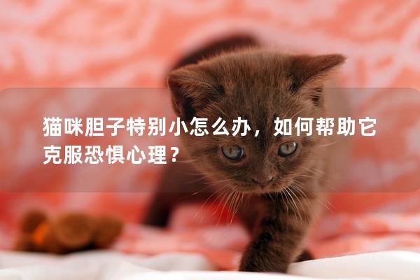 貓咪膽子特別小怎么辦，如何幫助它克服恐懼心理？