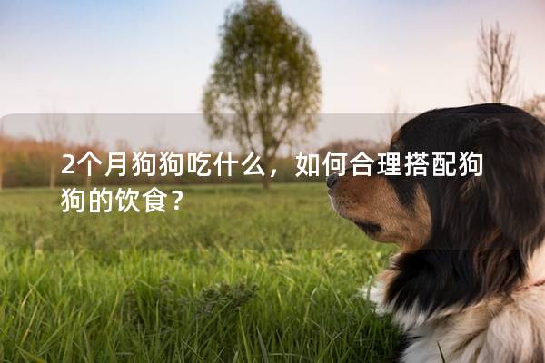 2個月狗狗吃什么,如何合理搭配狗狗的飲食? 2個月狗狗吃什么,如何合理搭配狗狗的飲食?