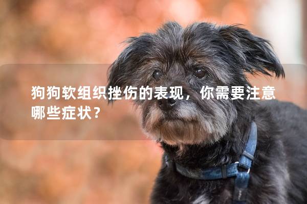 狗狗軟組織挫傷的表現，你需要注意哪些癥狀？