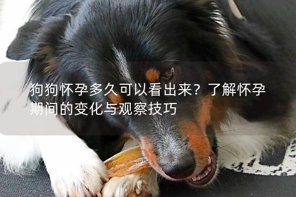 狗狗懷孕多久可以看出來?了解懷孕期間的變化與觀察技巧 狗狗懷孕多久可以看出來?了解懷孕期間的變化與觀察技巧