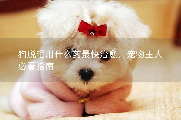 狗脫毛用什么藥最快治愈,寵物主人必看指南 狗脫毛用什么藥最快治愈,寵物主人必看指南