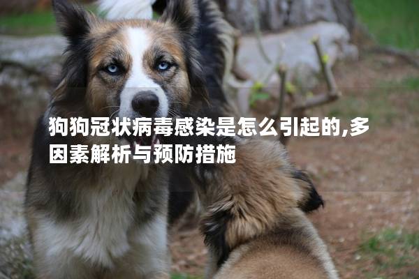 狗狗冠狀病毒感染是怎么引起的,多因素解析與預防措施