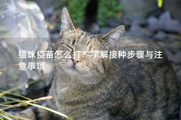 貓咪疫苗怎么打?了解接種步驟與注意事項
