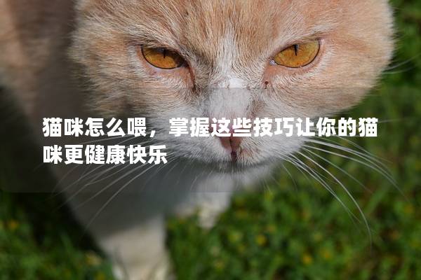 貓咪怎么喂，掌握這些技巧讓你的貓咪更健康快樂