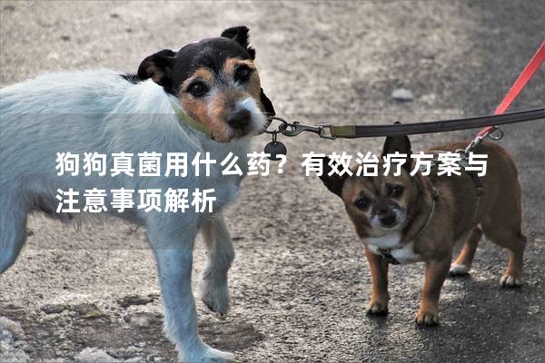 狗狗真菌用什么藥？有效治療方案與注意事項(xiàng)解析