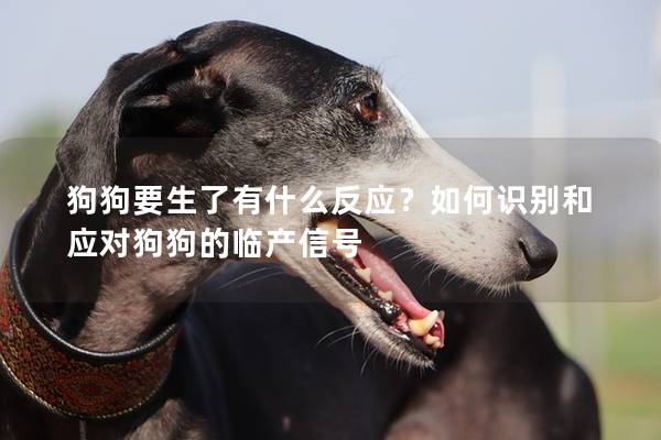 狗狗要生了有什么反應？如何識別和應對狗狗的臨產信號