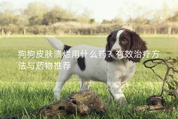 狗狗皮膚潰爛用什么藥？有效治療方法與藥物推薦