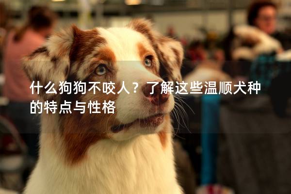 什么狗狗不咬人？了解這些溫順犬種的特點(diǎn)與性格