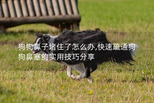 狗狗鼻子堵住了怎么辦,快速疏通狗狗鼻塞的實用技巧分享