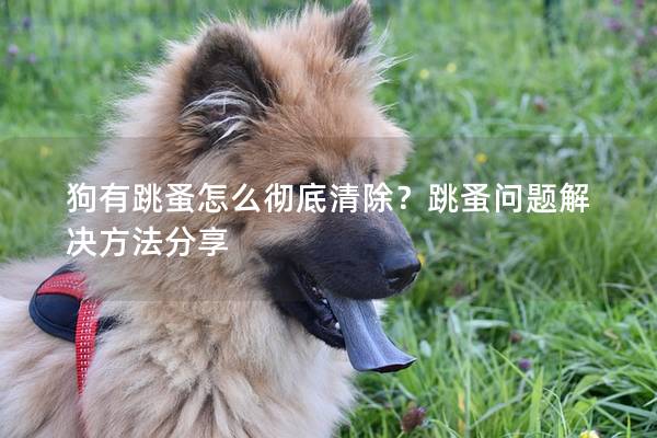 狗有跳蚤怎么徹底清除？跳蚤問題解決方法分享