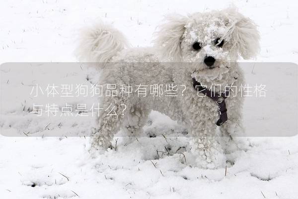 小體型狗狗品種有哪些？它們的性格與特點是什么？