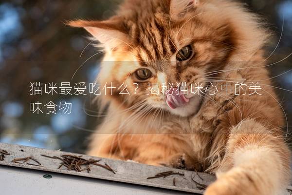 貓咪最愛吃什么?揭秘貓咪心中的美味食物