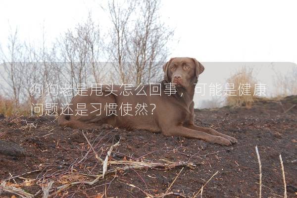 狗狗老是甩頭怎么回事,可能是健康問題還是習慣使然? 狗狗老是甩頭怎么回事,可能是健康問題還是習慣使然?