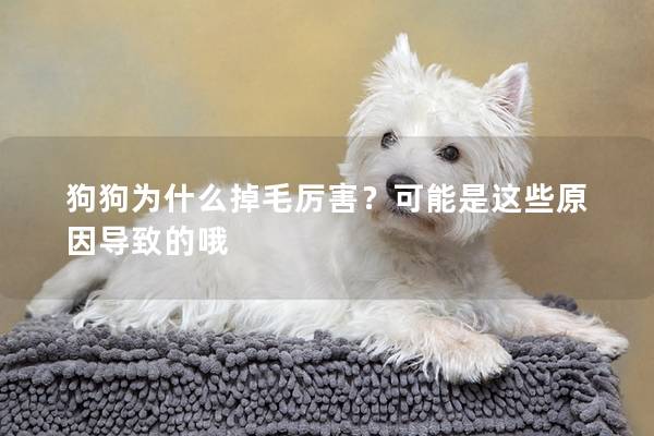 狗狗為什么掉毛厲害？可能是這些原因導致的哦