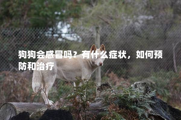 狗狗會感冒嗎？有什么癥狀，如何預防和治療