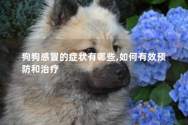 狗狗感冒的癥狀有哪些,如何有效預防和治療