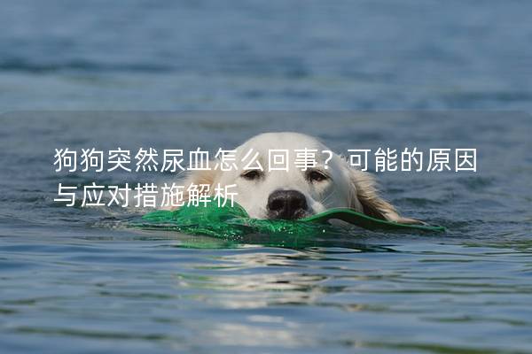 狗狗突然尿血怎么回事？可能的原因與應對措施解析