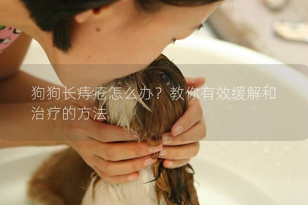 狗狗長痔瘡怎么辦？教你有效緩解和治療的方法